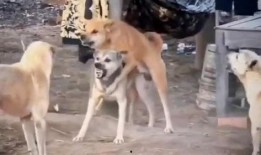 晚秋爆料二狗视频大全,二狗视频大全背后的故事与真相